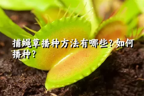 捕蝇草播种方法有哪些？如何播种？