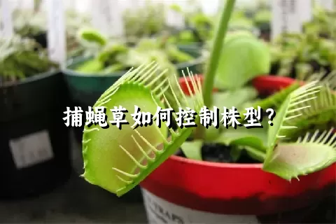 捕蝇草如何控制株型？