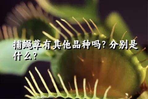 捕蝇草有其他品种吗？分别是什么？