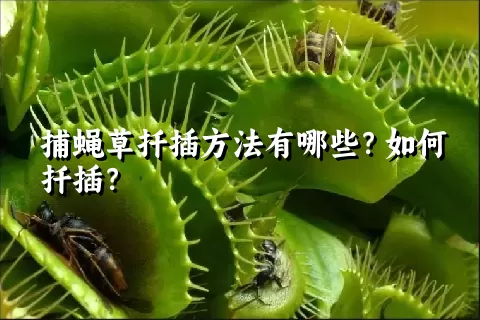 捕蝇草扦插方法有哪些？如何扦插？