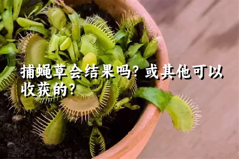 捕蝇草会结果吗？或其他可以收获的？