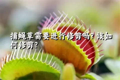 捕蝇草需要进行修剪吗？该如何修剪？