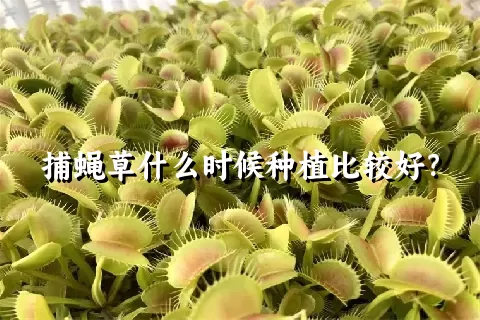 捕蝇草什么时候种植比较好？