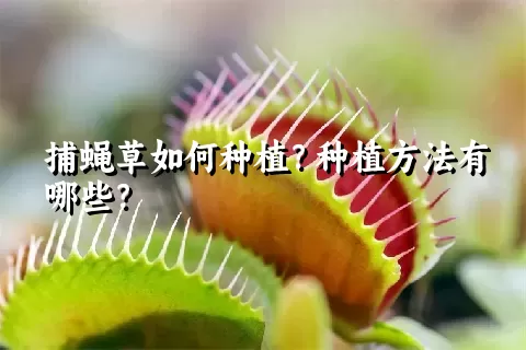 捕蝇草如何种植？种植方法有哪些？