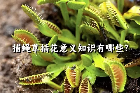 捕蝇草插花意义知识有哪些？