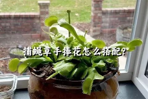 捕蝇草手捧花怎么搭配？