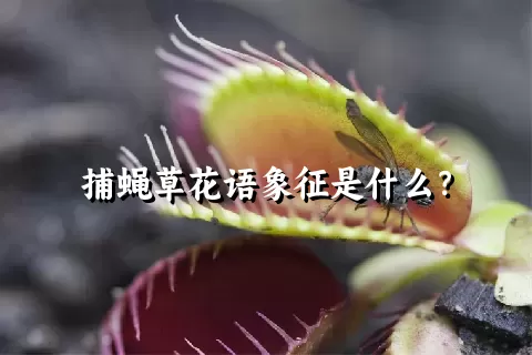 捕蝇草花语象征是什么？