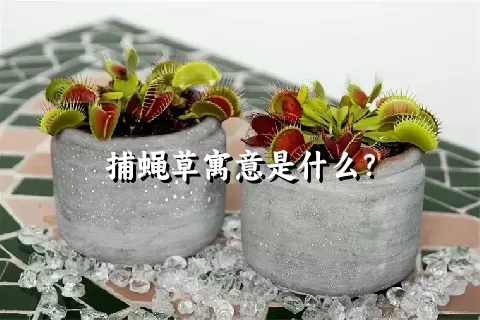 捕蝇草寓意是什么？