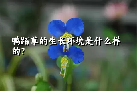 鸭跖草的生长环境是什么样的？