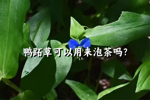 鸭跖草可以用来泡茶吗？