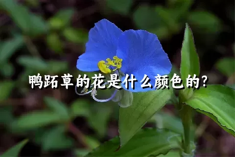 鸭跖草的花是什么颜色的？