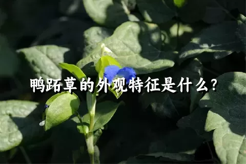 鸭跖草的外观特征是什么？