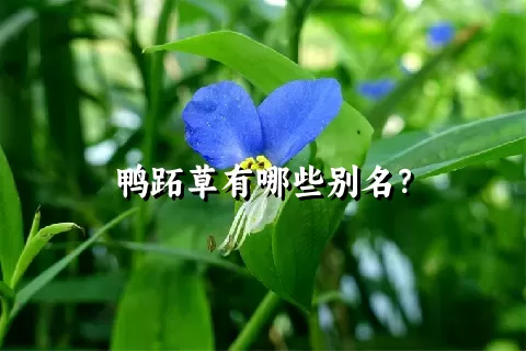 鸭跖草有哪些别名？