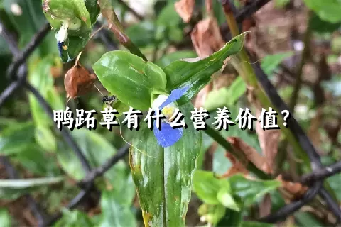 鸭跖草有什么营养价值？