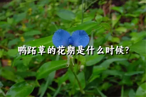 鸭跖草的花期是什么时候？