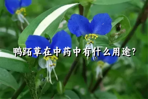 鸭跖草在中药中有什么用途？