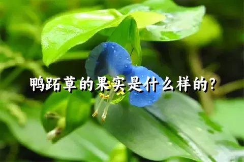 鸭跖草的果实是什么样的？