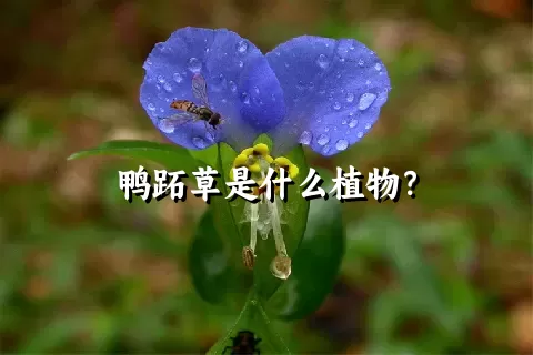 鸭跖草是什么植物？