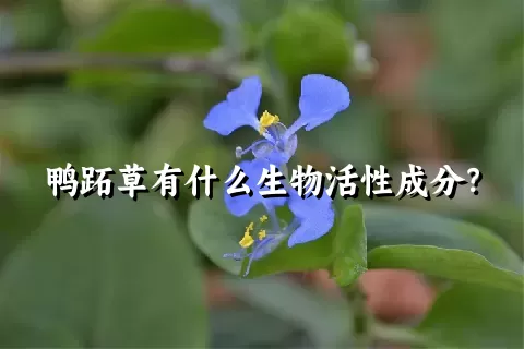 鸭跖草有什么生物活性成分？