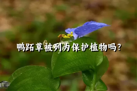 鸭跖草被列为保护植物吗？