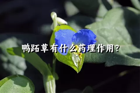 鸭跖草有什么药理作用？