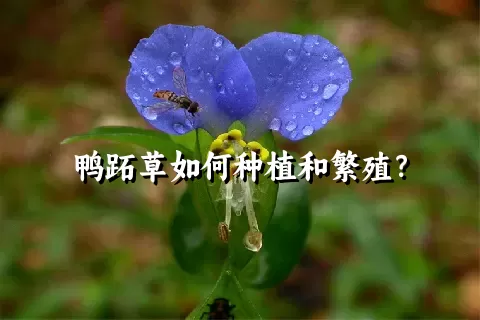 鸭跖草如何种植和繁殖？