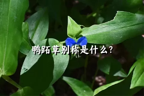 鸭跖草别称是什么？