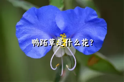 鸭跖草是什么花？