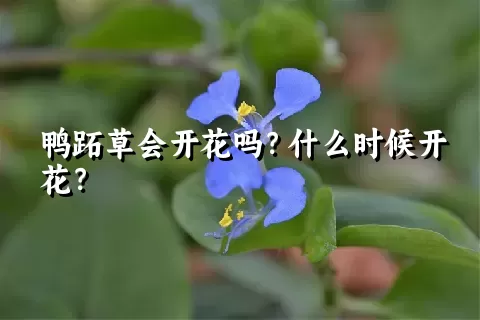 鸭跖草会开花吗？什么时候开花？