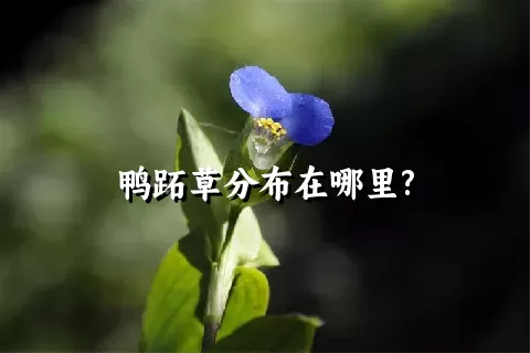 鸭跖草分布在哪里?