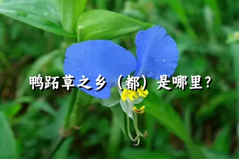 鸭跖草之乡（都）是哪里？