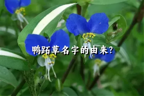 鸭跖草名字的由来？