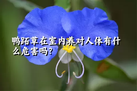 鸭跖草在室内养对人体有什么危害吗？