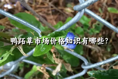 鸭跖草市场价格知识有哪些？