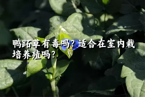 鸭跖草有毒吗？适合在室内栽培养殖吗？