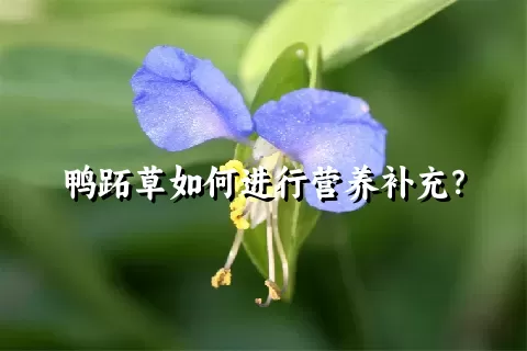 鸭跖草如何进行营养补充？