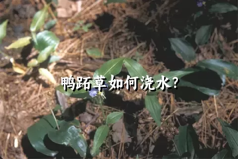 鸭跖草如何浇水？