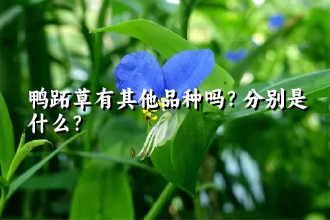 鸭跖草有其他品种吗？分别是什么？