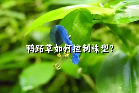 鸭跖草如何控制株型？