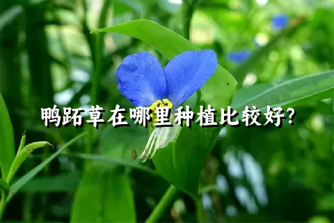 鸭跖草在哪里种植比较好？