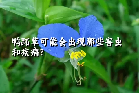 鸭跖草可能会出现那些害虫和疾病？