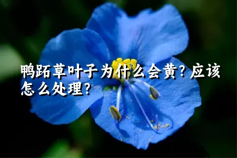 鸭跖草叶子为什么会黄？应该怎么处理？