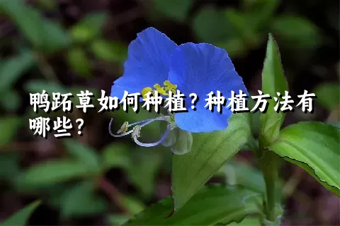 鸭跖草如何种植？种植方法有哪些？