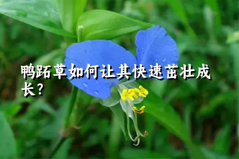 鸭跖草如何让其快速茁壮成长？