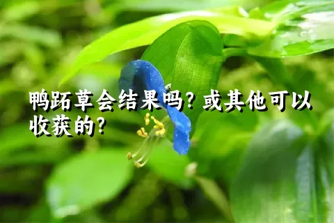 鸭跖草会结果吗？或其他可以收获的？