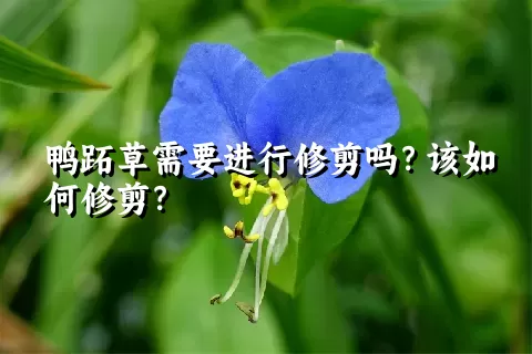 鸭跖草需要进行修剪吗？该如何修剪？