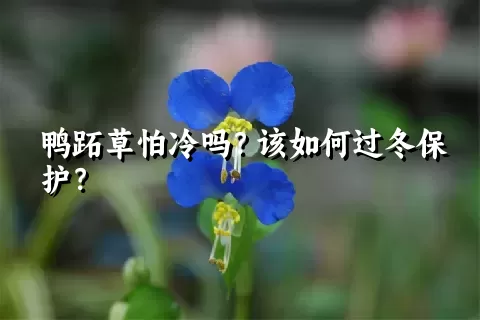 鸭跖草怕冷吗？该如何过冬保护？