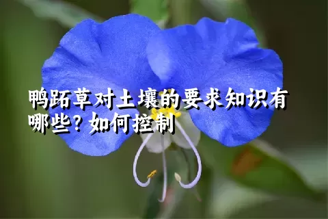 鸭跖草对土壤的要求知识有哪些？如何控制