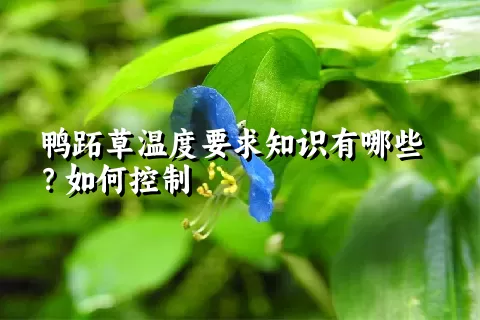 鸭跖草温度要求知识有哪些？如何控制