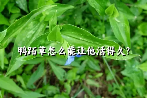 鸭跖草怎么能让他活得久？